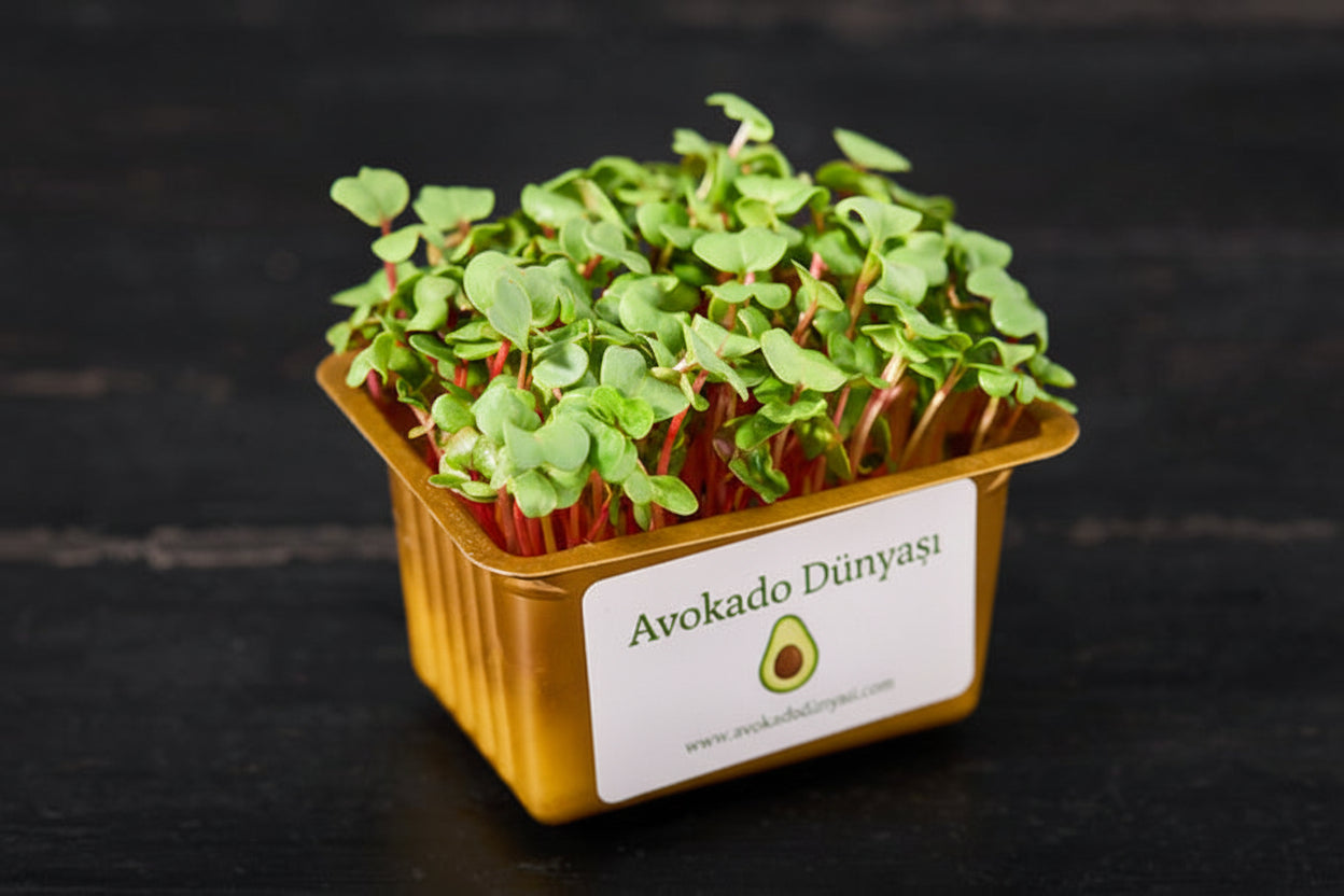 Yeşil Turp Mikro Filiz