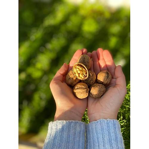 İnce Kabuk Ceviz (500 Gr)