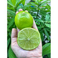 Lime Limon 500 Gr