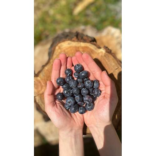 Doğal Yaban Mersini (BlueBerry) 125 Gr