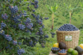 Doğal Yaban Mersini (BlueBerry) 1 Kg