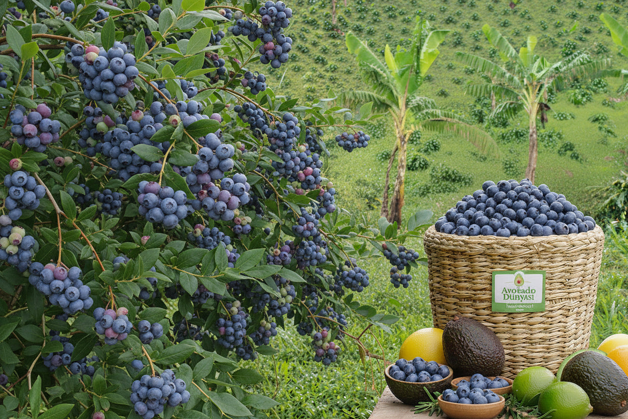 Doğal Yaban Mersini (BlueBerry) 1 Kg
